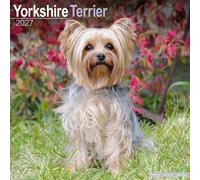 Yorkshire Terrier 2027 Calendar | Square Wall Calendar | Dog Breed Gift | Plastic Free Packaging | by Avonside Publishing