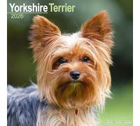 Yorkshire Terrier 2026 Calendar | Square Wall Calendar | Dog Breed Gift | Plastic Free Packaging | by Avonside Publishing