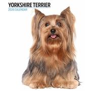 Yorkshire Terrier 2026 Modern Calendar