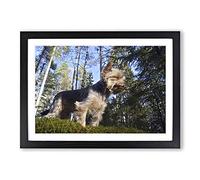 Yorkshire Terrier Dog Forest Framed Print | A2 Black Framed Wall Art | Ready to Hang | Modern Animal Picture | Living Room Bedroom Lounge Office