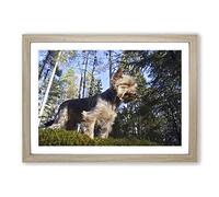 Yorkshire Terrier Dog Forest Framed Print | A2 Oak Framed Wall Art | Ready to Hang | Modern Animal Picture | Living Room Bedroom Lounge Office