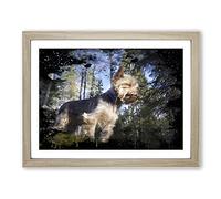 Yorkshire Terrier Dog Forest Modern CB Framed Wall Art Print, Ready to Hang Picture for Living Room Bedroom Home Office Décor, Oak A3 (46 x 34 cm)