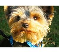 Yorkshire Terrier Dog Mothers Day Card