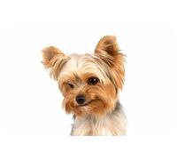 Yorkshire Terrier Dog Rectangle Aluminium Fridge Magnet Fantastic Souvenir