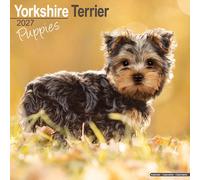 Yorkshire Terrier Puppies