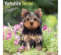 Yorkshire Terrier Puppies 2026 Calendar | Square Wall Calendar | Dog Breed Gift | Plastic Free Packaging | by Avonside Publishing