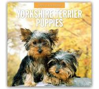 Yorkshire Terrier Puppies 2026 Square Wall Calendar: Original Red Robin Publishing Ltd-Kalender [Mehrsprachig] [Kalender]