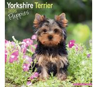 Yorkshire Terrier Puppies 2026 Calendar | Square Wall Calendar | Dog Breed Gift | Plastic Free Packaging | by Avonside Publishing