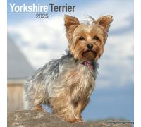 Yorkshire Terrier Square Wall Calendar 2 by Avonside Publishing Ltd | 2024