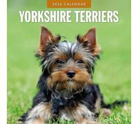 Yorkshire Terriers - 2026 Square Wall Calendar - by Red Robin Publishing