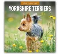 Yorkshire Terriers 2026 Square Wall Calendar: Original Red Robin Publishing Ltd-Kalender [Mehrsprachig] [Kalender]