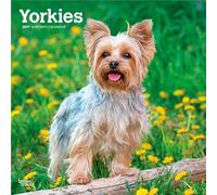 Yorkshire Terriers 2027 12 X 24 Inch (Hanging) Monthly Square Wall Calendar Plastic-Free: Original BrownTrout-Kalender [Mehrsprachig] [Kalender]