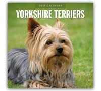 Yorkshire Terriers 2027 Square Wall Calendar: Original Red Robin Publishing Ltd-Kalender [Mehrsprachig] [Kalender]