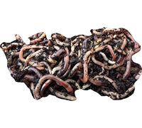 Yorkshire Worms DENDROBAENA worms Pack - Live Axolotl Reptile Amphibian Food (50g)