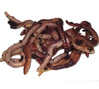 Yorkshire Worms LARGE Dendrobaena Worms Pack - Suitable For Composting and Wormery Starter Packs (150g)