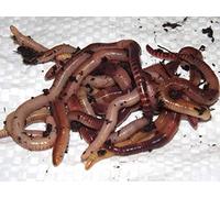 Yorkshire Worms LARGE Dendrobaena Worms Pack - Suitable For Composting and Wormery Starter Packs (3Kg)