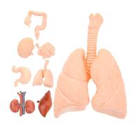YOSADIER 8pcs Realistic Human Organ Models Educational Anatomy Tools for Medical Students Doctors Schools Clinics with Brain Liver Stomach Lung Kidney Demonstration