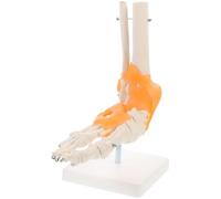 YOSADIER Human Foot Joint Model on Base with Flexible Artificial Ligaments Anatomically Correct 1:1 Life Size Pvc Foot Skeleton Teaching Tool for Classroom Display and Anatomical Study