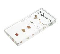 YOSADIER Peanut Germination History Specimen with Growth Stages, Biology Teaching Sample for Science Education, Plant Peanut Growth Process Display Specimen for Classroom Use