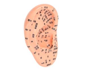 YOSADIER Practical Ear Massage Model for Auricle with Detailed PVC Construction and Writing, for Teaching Acupuncture and Massage Schools Or Training Material