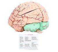 Yosoo Health Gear Human Brain Model Anatomy, Detachable Neuroscience Study Mold for Kids with Skull School Home