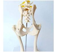 YOtat Canine Hip Joint Skeleton Model - Dog Hip Joint Bone Model - Pvc Anatomical Anatomy Leg Nerve Joint Model - For Medical Educational Training Aid