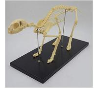YOtat Cat Skeleton Model - Animal Skeleton Bone Model Cat Animal Skeleton Models - Science Education Cat Skeleton Model - For Veterinary Study Teaching Demonstration Tool