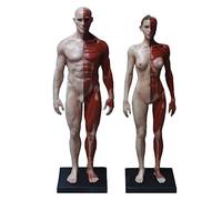 YOtat Human Body Anatomy Figure - Human Body Musculoskeletal Anatomical Model - Male/Female Anatomy Figure - Human Muscle Skeleton Anatomical Model - For Artist Drawing Study