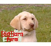 You Can't Teach a New Dog Old Tricks