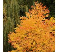 You Garden - 1 X Cercidiphyllum Japonicum 'toffee Apple Tree' In A 9Cm Pot - Garden Ready Plants Ready To Plant Out Supplied As Es