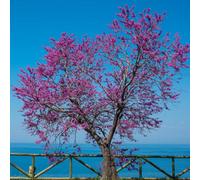 You Garden - 1 X Cercis Siliquastrum In A 9Cm Pot