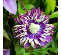 You Garden 1 X Clematis Taiga Climbing Plant With Unique Flower In 9Cm Pot