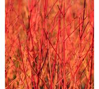 You Garden 1 X Cornus Sanguinea 'midwinter Fire' In A 9Cm Pot