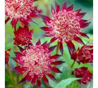 You Garden - 1 X Masterwort, Astrantia Major 'claret' In A 9Cm Pot - Garden Ready Plants Ready To Plant Out In Garden Or Plant Pot