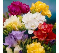 You Garden 100 X Freesias Bulbs - 50 X Singles & 50 X Doubles Ready To Plant Out Now Bulbs Garden Ready Bulbs Summer Blooming Plants To Plant