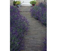 You Garden 12x Lavender Hidcote Plug Plants Grey