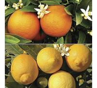 You Garden 2 x 9 cm Pot Orange & Lemon Starter Tree Orange