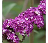 You Garden - 2 X Buddleia Butterfly Bush 'berries & Cream' Florets In 9Cm Pots, Butterfly And Bee Magnet, Supplied As Ready To P