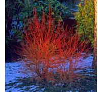 You Garden - 2 X Cornus Sanguinea 'midwinter Fire' In A 9Cm Pot