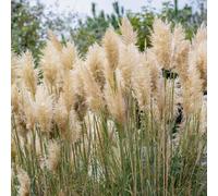 You Garden - 2 X Cortederia Selloana Pampas Grass In A 9Cm Pot - Pamapas Grass For Gardens And Homes - Supplied As 2 X Established