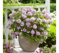 You Garden - 2 X Deutzia 'raspberry Sundae' In A 9Cm Pot