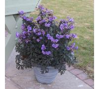 You Garden - 2 X Geranium (Hardy) Storm Cloud 9Cm