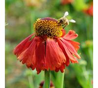 You Garden - 2 X Helenium Moerheim Beauty In A 9Cm Pot