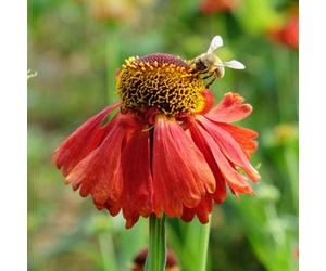 You Garden - 2 X Helenium Moerheim Beauty In A 9Cm Pot