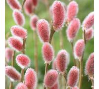 You Garden - 2 X Japanese Pink Willow, Salix Gracilistyla 'mount Aso' In A 9Cm Pot - Goat Willow Tree For Garden - Willow Tr