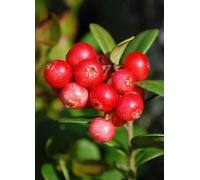 YouGarden Cranberry Vaccinium Pilgrim Plant Pot 1.7L - Wilko