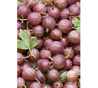 You Garden 2L Potted Gooseberry Hinnomaki Red Red