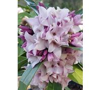 Yougarden - Daphne 'perfume Princess' In A 13Cm Pot - Fragrant Spring Flowering Evergreen Shrub, Hardy, Easy To Grow