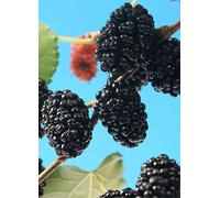 You Garden 2L Potted Mojoberry Morus Matsunaga White