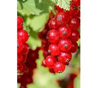 You Garden Redcurrant 'jonkheer Van Tets' In 2L Pot
